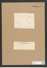 Diatomeae indet. (de-Toni-Nr.: Species 1813 var. ?) Zeichnungen Sammlung Grunow Nr. 3716 (NHMW-BOT-W0371350)